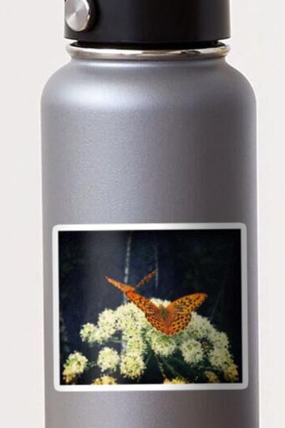 Butterflies on White Flowers