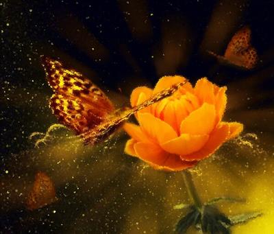 Butterfly Visiting Flower