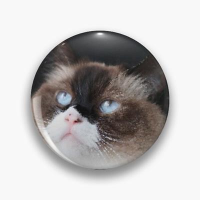 Curious Ragdoll Cat Face