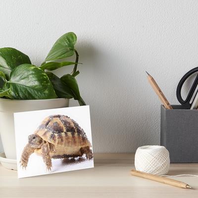 Cute Tortoise Walking