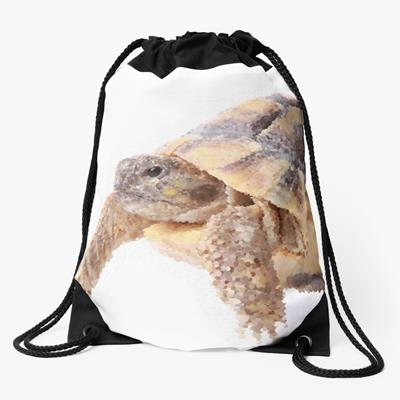 Cute Tortoise Walking