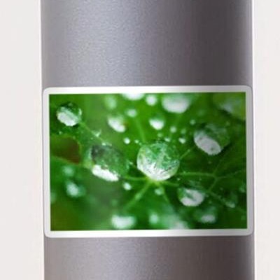Dew on Green Leaves