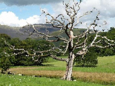 Lone Dead Tree