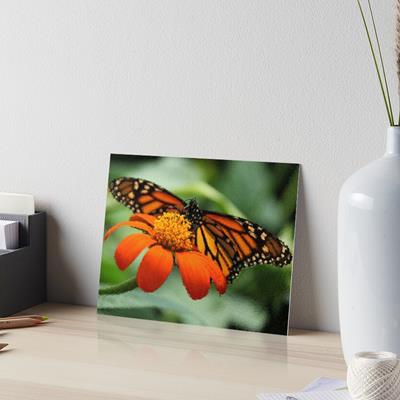 Monarch Butterfly and Flower