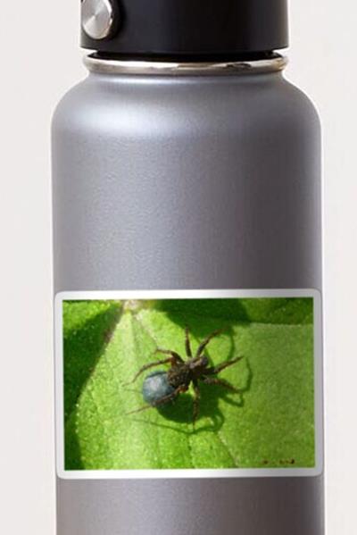 Spider Chilling on Leaves