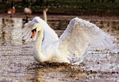 Strutting Swan