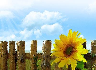 Sunny Sunflowers!